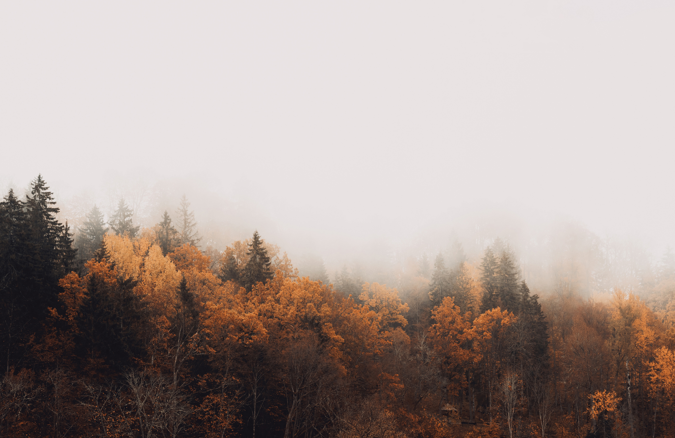 Moody fall landscape with trees in fog